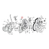 Clear plastic plug, short - 38-99 B.T.(excl. Twin Cam); 52-03 XL; 38-73 45" Flathead (NU)