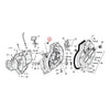 Gardner-Westcott, timing plug. 12-point, chrome - Timing plug: 38-99 B.T. (excl. Twin Cam); 52-03 XL; 38-73 45" Flathead (NU).   Oil tank: L1981 FLH 80 Classic; 54-81 K, XL (NU).   Foot lever & bracket assembly rear brake: 80-82 FXWG (NU).