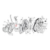 Shifter shaft bushing - Chain cover: 77-05 XL (NU).   Right crankcase: 86-03 XL (NU).