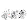 JIMS, shifter shaft bushing - Chain cover: 77-05 XL (NU).   Right crankcase: 86-03 XL (NU).